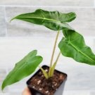 Alocasia Sarian Alocasia Zebrina In 3" Pot Indoor Outdoor Garden Gardening