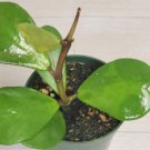 Hoya Kerrii Live Plant In 4" Pot Indoor Outdoor Garden Gardening Hoya Kerrii Live Plant In 4" Pot Indoor Outdoor Garden Gardening