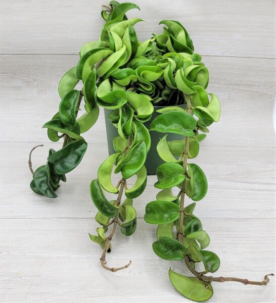 Hoya Compacta Hindu Rope Hoya Hindu Rope Live Plant In 6" Pot Indoor Outdoor Garden Gardening