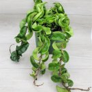 Hoya Compacta Hindu Rope Hoya Hindu Rope Live Plant In 6" Pot Indoor Outdoor Garden Gardening