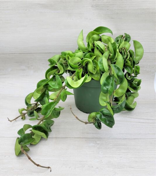 Hoya Compacta Hindu Rope Hoya Hindu Rope Live Plant In 4"Pot Indoor Outdoor Garden Gardening