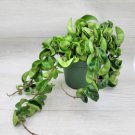 Hoya Compacta Hindu Rope Hoya Hindu Rope Live Plant In 4"Pot Indoor Outdoor Garden Gardening