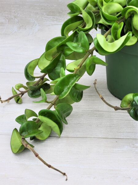 Hoya Compacta Hindu Rope Hoya Hindu Rope Live Plant In 3" Pot Indoor Outdoor Garden Gardening