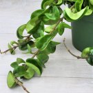 Hoya Compacta Hindu Rope Hoya Hindu Rope Live Plant In 3" Pot Indoor Outdoor Garden Gardening