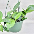 Hoya Fungii Splash Collector Plant Live Plant In 4" Pot Indoor Outdoor Garden Gardening Hoya Fungii Splash Collector Plant Live Plant In 4" Pot Indoor Outdoor Garden Gardening
