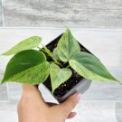 Philodendron Hederaceum Variegated Live Plantvariegated Heart Leaf Plant 4"Pot Indoor Outdoor Garden