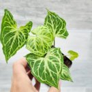 Syngonium Batik Batik Variegata Arrowhead Plant Live House Plant In 3" Pot Indoor Outdoor Garden Gar Syngonium Batik Batik Variegata Arrowhead Plant Live House Plant In 3" Pot Indoor Outdoor Garden Gar