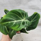 Philodendron Zebra Gloriosum Live Plant Philodendron Dark Form Gloriosum 4"Pot Indoor Outdoor Garden Philodendron Zebra Gloriosum Live Plant Philodendron Dark Form Gloriosum 4"Pot Indoor Outdoor Garden
