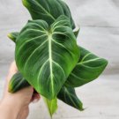 Philodendron Zebra Gloriosum Live Plant Philodendron Dark Form Gloriosum 3"Pot Indoor Outdoor Garden Philodendron Zebra Gloriosum Live Plant Philodendron Dark Form Gloriosum 3"Pot Indoor Outdoor Garden