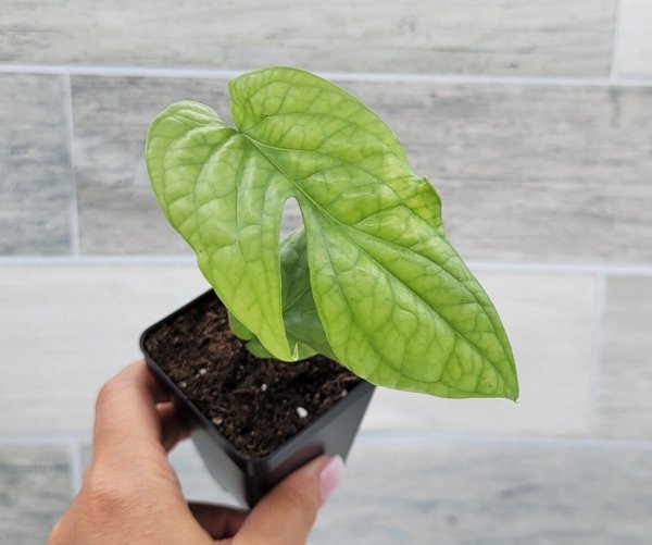 Monstera Spider Man Rare Live Indoor Plant Amydrium Medium Silver Plant 3"Pot Indoor Outdoor Garden 