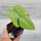 Monstera Spider Man Rare Live Indoor Plant Amydrium Medium Silver Plant 3"Pot Indoor Outdoor Garden 