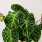 Philodendron Verrucosum Rare Live House Plant In 3" Pot Indoor Outdoor Garden Gardening