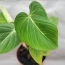 Rare Philodendron Gloriosum P Melanochrysum Hybrid In 3" Pot Indoor Outdoor Garden Gardening Rare Philodendron Gloriosum P Melanochrysum Hybrid In 3" Pot Indoor Outdoor Garden Gardening