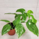 Monstera Minima Raphidaphora Tetrasperma Philodendron Minima In 4" Pot Indoor Outdoor Garden Gardeni
