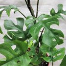 Monstera Minima Raphidaphora Tetrasperma Mini Monstera In 3" Pot Indoor Outdoor Garden Gardening