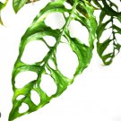 Monstera Expilata In 3" Pot Indoor Outdoor Garden Gardening