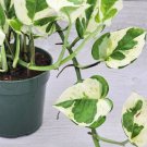 Pothos Njoy Epipremnum Aureum Pearls And Jade Pothos Devils Ivy In 6" Pot Indoor Outdoor Garden Gard Pothos Njoy Epipremnum Aureum Pearls And Jade Pothos Devils Ivy In 6" Pot Indoor Outdoor Garden Gard