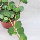 Peperomia Hope Rare Peperomia Rotundifolia Air Purifying In 4" Pot Indoor Outdoor Garden Gardening