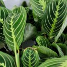 Maranta Lemon Lime Prayer Plant Maranta Leuconeura Marisela In 4" Pot Indoor Outdoor Garden Gardenin