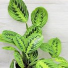 Maranta Lemon Lime Prayer Plant Maranta Leuconeura Marisela In 3" Pot Indoor Outdoor Garden Gardenin