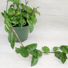 Long Hoya Krinkle8 Live Plant Hoya Carnosa Krinkle 8 In 6" Pot Indoor Outdoor Garden Gardening Long Hoya Krinkle8 Live Plant Hoya Carnosa Krinkle 8 In 6" Pot Indoor Outdoor Garden Gardening