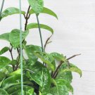 Long Hoya Krinkle8 Live Plant Hoya Carnosa Krinkle 8 In 4" Pot Indoor Outdoor Garden Gardening