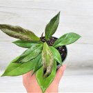 Hoya Pubicaly X Black Dragon Hoya Royal Hawaiian Purple Red Button In 4" Pot Indoor Outdoor Garden G