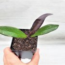 Hoya Pubicaly X Black Dragon Hoya Royal Hawaiian Purple Red Button In 3"Pot Indoor Outdoor Garden Ga