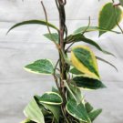 Hoya Macrophylla Variegated Hoya Macrophylla Albomarginata- In 6" Pot Indoor Outdoor Garden Gardenin