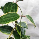 Hoya Macrophylla Variegated Hoya Macrophylla Albomarginata- In 4" Pot Indoor Outdoor Garden Gardenin