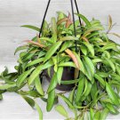 Hoya Kentiana Wayetii Hoya Wax Live Plant Indoor Houseplant In 6" Pot Indoor Outdoor Garden Gardenin Hoya Kentiana Wayetii Hoya Wax Live Plant Indoor Houseplant In 6" Pot Indoor Outdoor Garden Gardenin