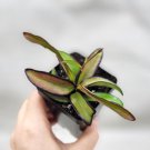 Hoya Kentiana Wayetii Hoya Wax Live Plant Indoor Houseplant In 3" Pot Indoor Outdoor Garden Gardenin