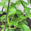 Hoya Cummingiana Hoya Bushy Wax Plant Fragrant Hoya Live Plant In 4" Pot Indoor Outdoor Garden Garde Hoya Cummingiana Hoya Bushy Wax Plant Fragrant Hoya Live Plant In 4" Pot Indoor Outdoor Garden Garde