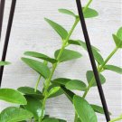 Hoya Cummingiana Hoya Bushy Wax Plant Fragrant Hoya Live Plant In 3"Pot Indoor Outdoor Garden Garden