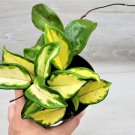 Hoya Carnosa Exotica Tricolor Variegated Hoya Carnosa In 4" Pot Indoor Outdoor Garden Gardening