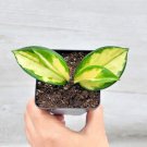 Hoya Carnosa Exotica Tricolor Variegated Hoya Carnosa In 3" Pot Indoor Outdoor Garden Gardening