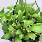 Hoya Burtoniae Wayetii X Tsangii Hoya Sp Aff Hoya Tsangii In 3" Pot Indoor Outdoor Garden Gardening