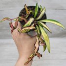 Hoya Wayetii Tricolor Variegated Hoya Kentiana Wayetii In 4" Pot Indoor Outdoor Garden Gardening