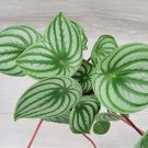 Peperomia Watermelon Watermelon Peperomia Peperomia Argyreia In 6" Pot Indoor Outdoor Garden Gardeni Peperomia Watermelon Watermelon Peperomia Peperomia Argyreia In 6" Pot Indoor Outdoor Garden Gardeni
