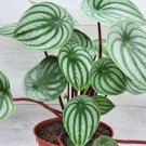 Peperomia Watermelon Watermelon Peperomia Peperomia Argyreia In 3" Pot Indoor Outdoor Garden Gardeni