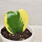 Variegated Hoya Kerrii Sweetheartsingle Leaf In 4" Pot Indoor Outdoor Garden Gardening