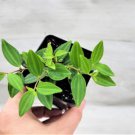 Peperomia Funky Frog Beetle Peperomia Angulata In 3" Pot Indoor Outdoor Garden Gardening