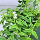 Hoya Bella Live Plant Hoya Lanceolatahouse Indoor Plant In 4" Pot Indoor Outdoor Garden Gardening Hoya Bella Live Plant Hoya Lanceolatahouse Indoor Plant In 4" Pot Indoor Outdoor Garden Gardening