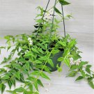 Hoya Bella Live Plant Hoya Lanceolatahouse Indoor Plant In 3" Pot Indoor Outdoor Garden Gardening
