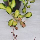 Hoya Australis Lisa Hoya Lisa Variegated Hoya Australis "Lisa" In 6" Pot Indoor Outdoor Garden Garde