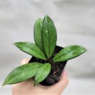 Hoya Crassipetiolata Live Plant Hoya Callistophylla Long Leaf In 3" Pot Indoor Outdoor Garden Garden