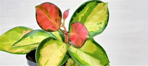 Hoya Australis Lisa Hoya Lisa Variegated Hoya Australis "Lisa" In 3" Pot Indoor Outdoor Garden Garde