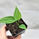Anthurium Pedatoradiatumn Live Plant Anthurium Fingers In 3" Pot Indoor Outdoor Garden Gardening