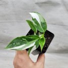 Philodendron White Princess Plant Variegated Philodendron- In 3" Pot Indoor Outdoor Garden Gardening