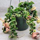 Variegated Hoya Compacta Variegated Hindu Rope Hoya Regalis In 6" Pot Indoor Outdoor Garden Gardenin